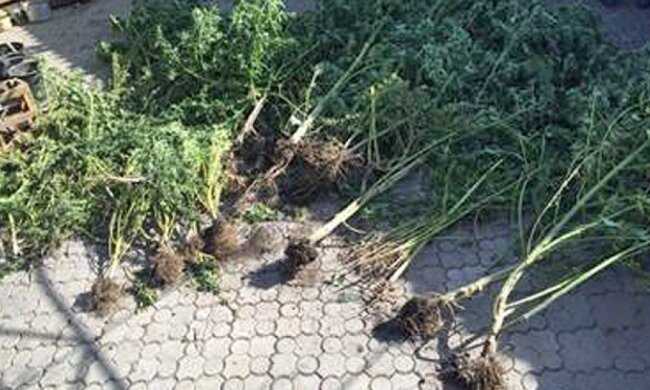 СБУ изъяла три килограмма элитной конопли в Запорожской области (фото)