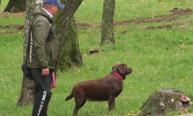 Выгул собаки. Фото: скрин youtube