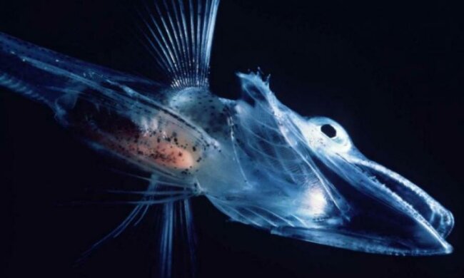 Чудовища из бездны: самые жуткие создания мира собрали в одном месте