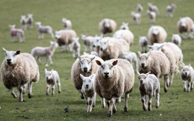 Це офіційно: вівці почали розбиратись у політиці