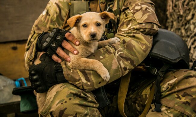 Пухнасті герої на передовій: як виглядали чотирилапі улюбленці солдатів
