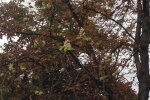 У Калуші цвітуть каштани, фото: Вікна