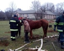 Рятувальники витягли з колодязя коня (фото)