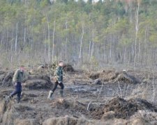 Ради янтаря копатели уничтоили 5 га леса