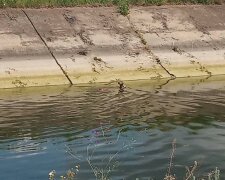 У Запоріжжі струнка красуня потрапила в пастку, паралізована по шию у воді - жах і біль в очах