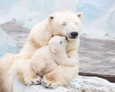 Берлинский зоопарк поделился трогательным видео. На нем маленький медвежонок обнимается с мамой и учится ходить. Пользователи в восторге