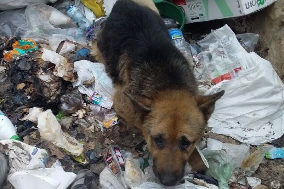 врятований пес, фото:Служба порятунку тварин