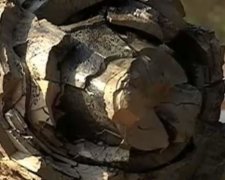 Залишки мамонта знайшли на Прикарпатті