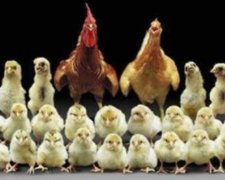 Більше 40 тонн контрабандної курятини намагалися провезти до Криму