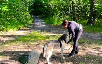 Прогулка с собакой. Фото: скрин youtube