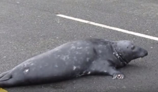 Тюлень внадився  до рибного ресторану (відео)