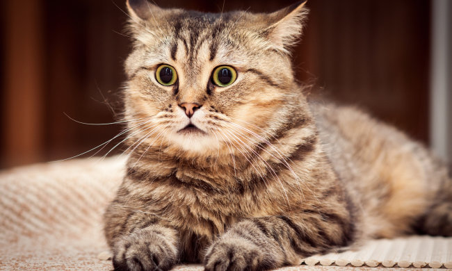 Шок, страх і здивування: в мережі показали реакцію кота, який непомітно пробрався у ванну до господині