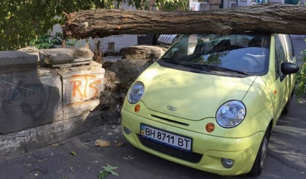 Дерево упало на две машины в Одессе (фото)
