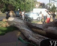 В центре Ужгорода упало старое дерево (фото)