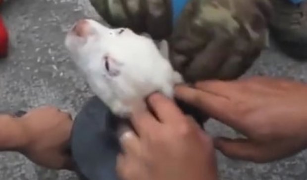 Видео спасения щенка растрогало пользователей  Facebook