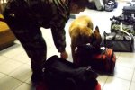 Служебный пес обнаружил на львовском вокзале брошенные боеприпасы