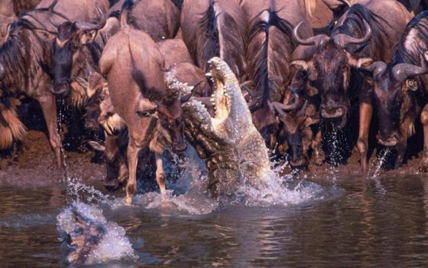 Тысячи антилоп прыгнули в реку, кишащую крокодилами: видео 