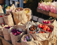 Тюльпаны, цветы, фото из соцсетей