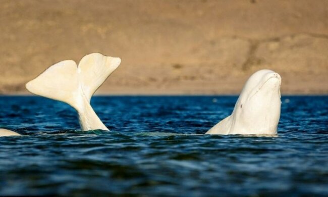 В Канаде нашли кита с кубиками пресса