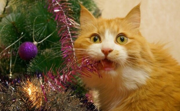 Кіт із новорічним дощиком, фото zootovary