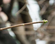 Аномальна зима: у Франківську на деревах - бруньки