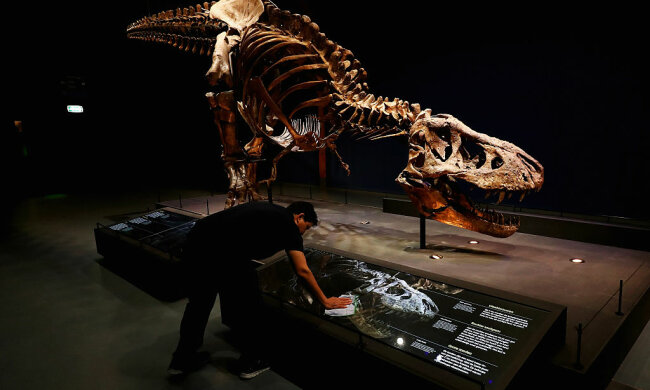 Скелет динозавра, фото: Getty Images