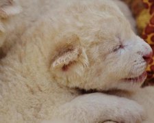 Жизнь тезки "няши" Поклонской висит на волоске