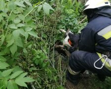 Днепровские спасатели помогли малышу выбраться из западни — промучился в заброшенном подвале три дня