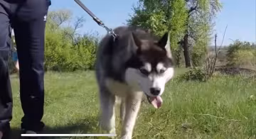 Хаски, фото: скриншот из видео