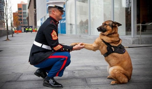 Собаку-бійця з Афганістану нагородили медаллю (фото)