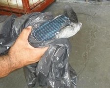 Голуб-контрабандист попався бразильським наглядачам