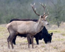 Німецький олень на схилі життя вирішив стати коровою