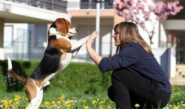 Вчені довели здатність собак маніпулювати людьми