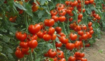 Гнилі помідори можуть бути використані в якості джерела енергії