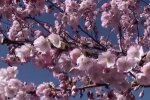 Скрін, відео YouTube
