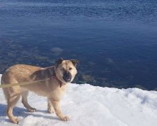 У Дніпрі чоловік ризикував собою заради бездомного собаки: відео про доброту і самовідданість