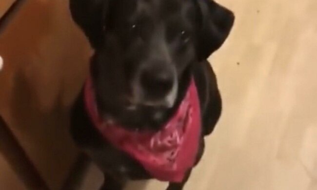 Господар експериментує з собакою та пригощає свого улюбленця незвичними ласощами