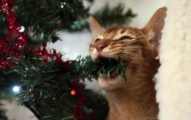 Как собаки и коты разрушили Рождество: забавные фото