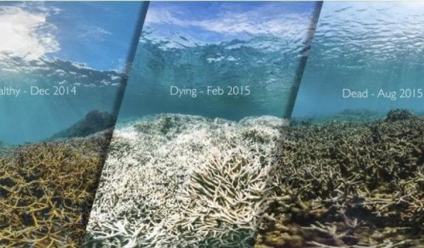 Корали Великого бар’єрного рифу гинуть через потепління