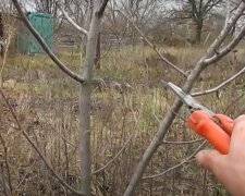 Обрізка у саду, скріншот з відео