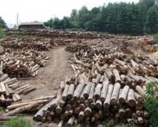 В сети показали масштабную вырубку винницких лесов (ВИДЕО)