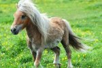 Винищувачі до смерті перелякали поні