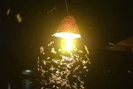 Стало відомо, чому метелики летять на полум'я