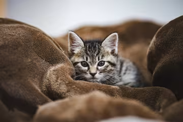 котенок, фото Pxhere