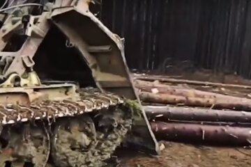 Тернополянина з сокирою вбило дерево, що звалилося - "Ліс помстився…"