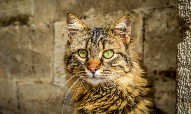 кошка, фото pxhere