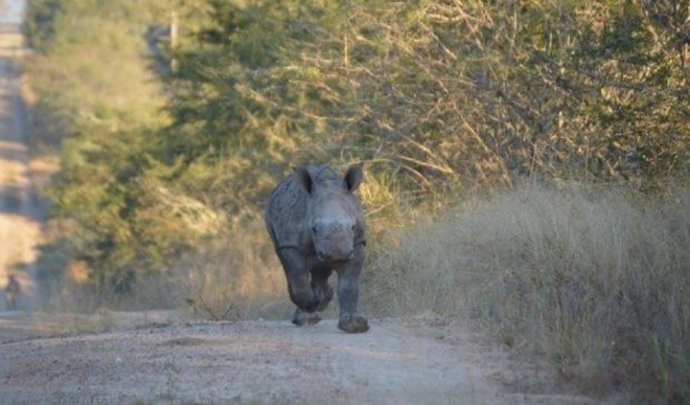 Маленького африканського носорога виховує овечка
