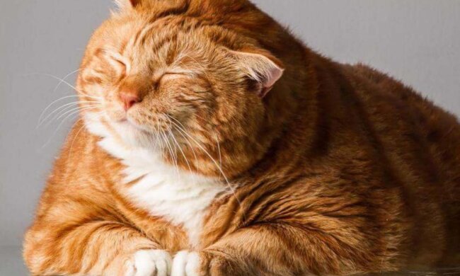 толстый кот, фото с соцсетей