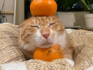 Мандарини, зображення з вільних джерел