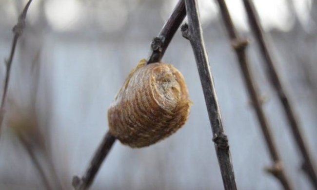 Неизвестное существо свило кокон в джунглях Перу